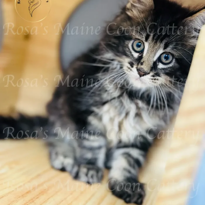 Maine Coon kitten vet care at Rosa’s Maine Coons