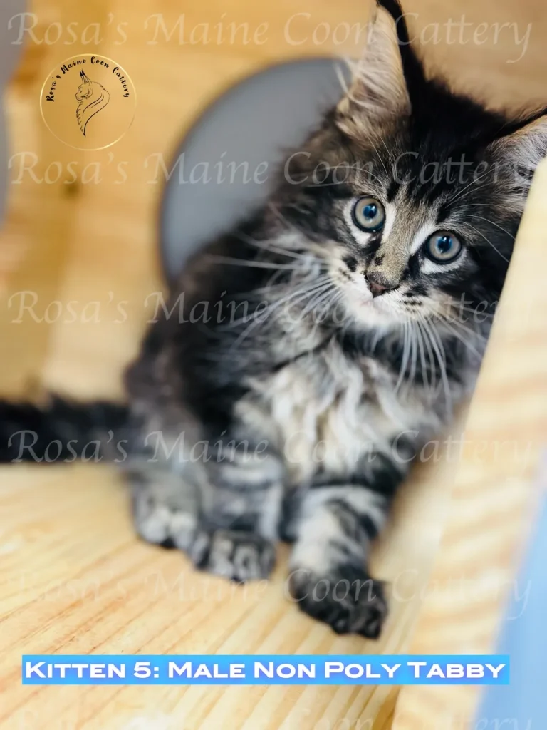 Maine Coon kitten vet care at Rosa’s Maine Coons