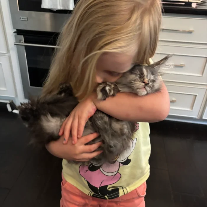 Maine Coon kitten