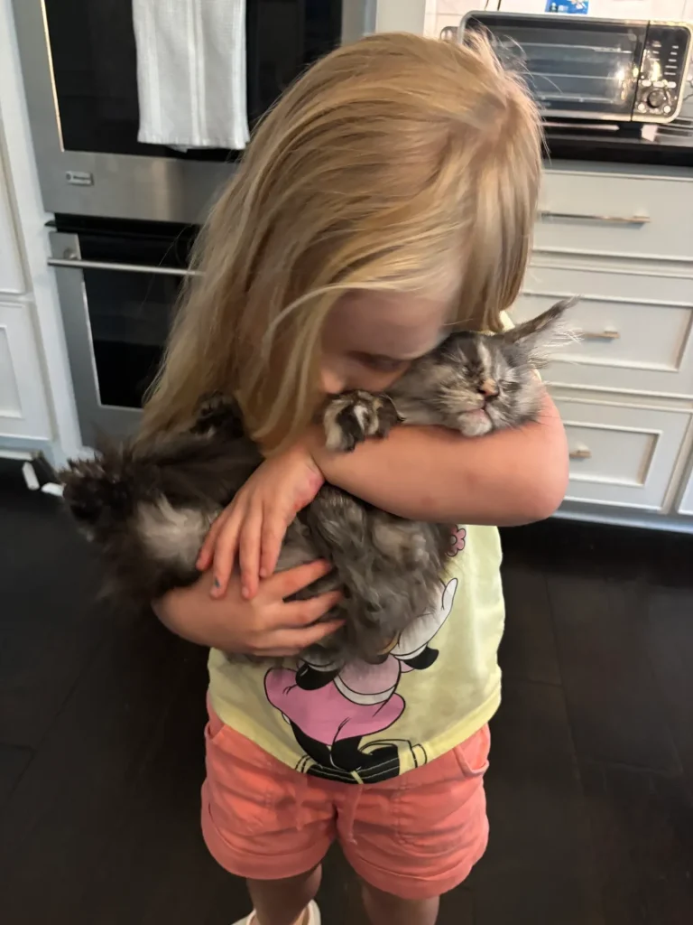 Maine Coon kitten
