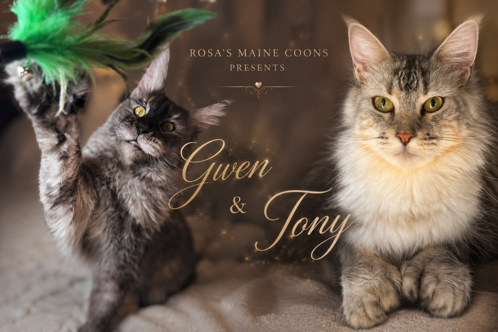 Maine Coon kittens for sale in Texas at Rosa’s Maine Coons