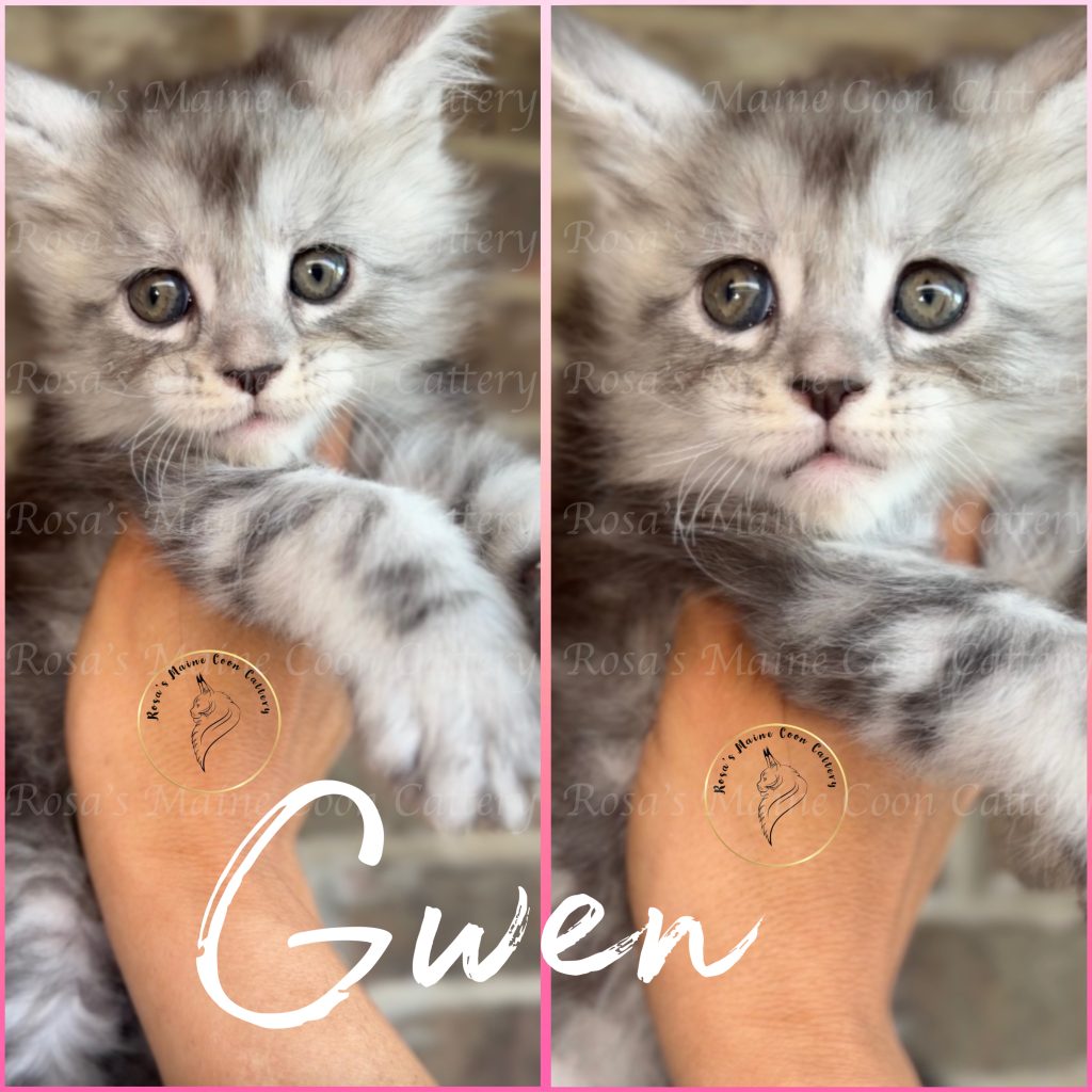 Princess Gwen silver tabby European Maine Coon kitten available in Texas