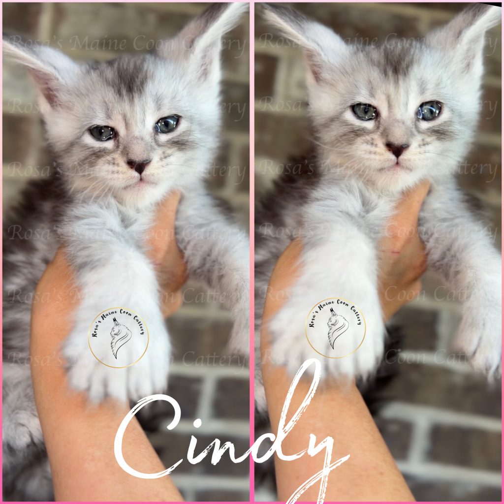 Cindy silver tabby polydactyl Maine Coon kitten available in Texas
